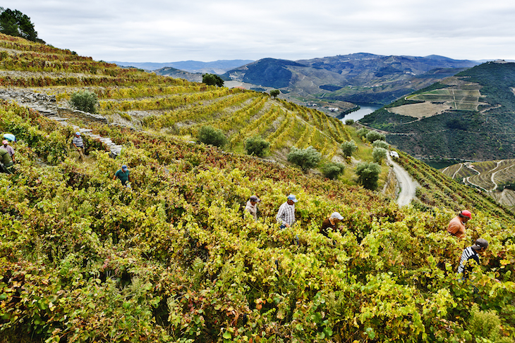 Quinta de LA ROSA ©António Pinto