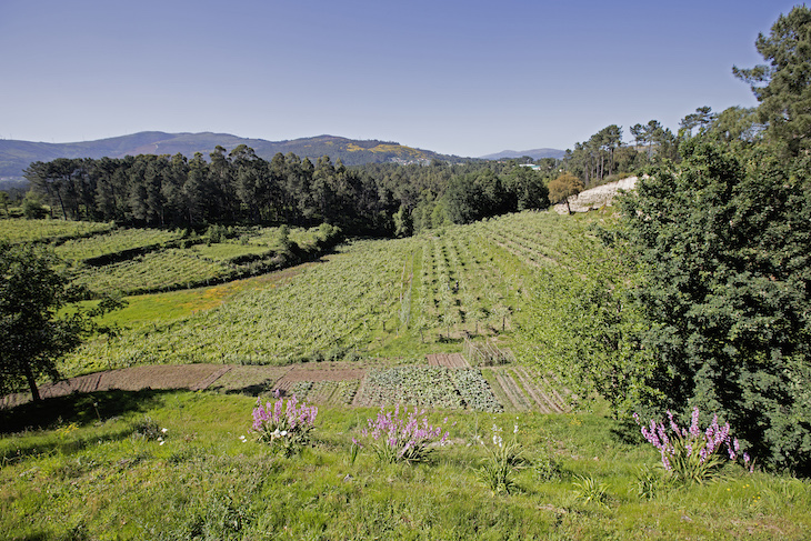 Quinta de Soalheiro DR