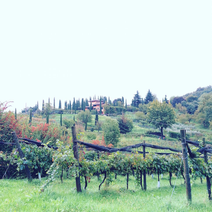 Bergamo, vinhas em Scanzorosciate © Viaje Comigo