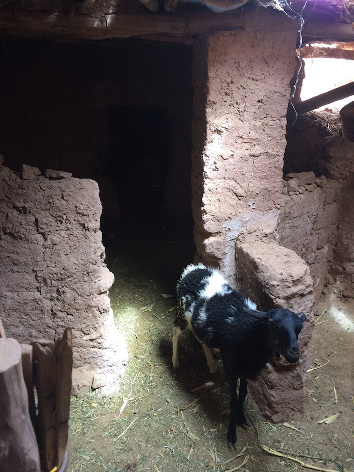 Animais na Casa Berbere, Ben Haddou, Marrocos © Viaje Comigo