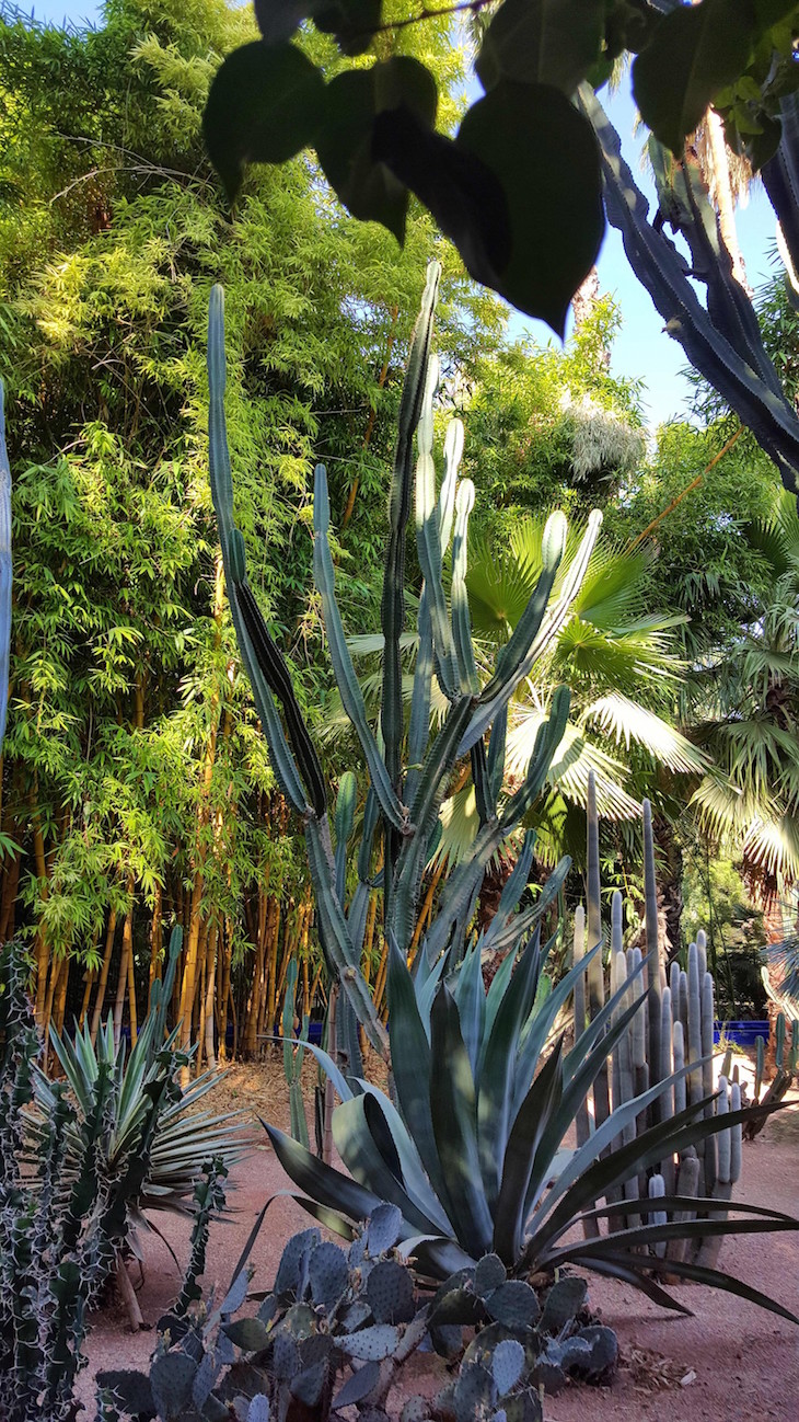 Jardim Majorelle - Marraquexe - Marrocos © Viaje Comigo