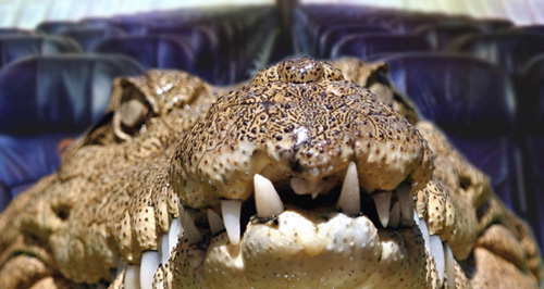 Um crocodilo numa mala de desporto