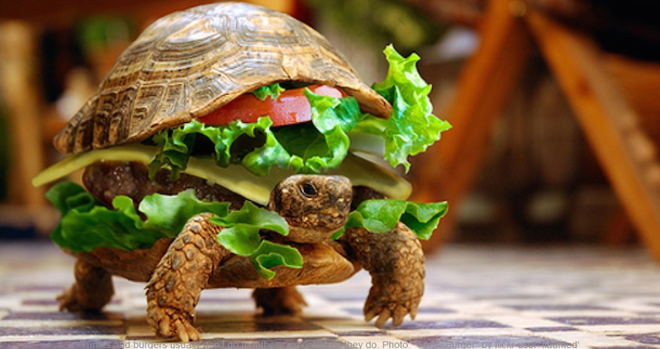 Uma tartaruga como se fosse um hambúrguer