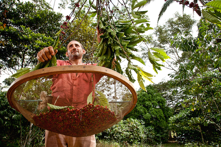 Vale do Anari - Rondonia - Brasil - Cafe organico - Waldir Ruela. Mutirao de trabalho - Ministerio do Desenvolvimento Agrario - © Marcelo Curia