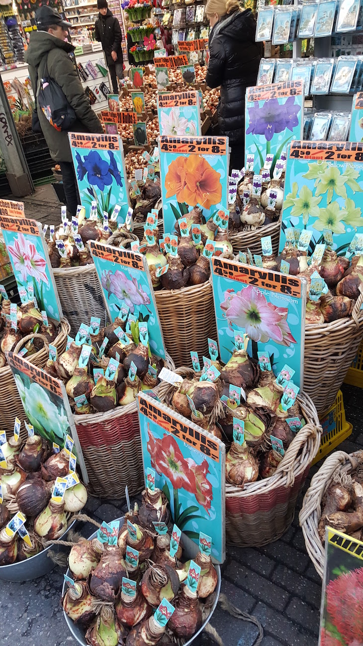 Bolbos no Bloemenmarkt - Mercado de Flores em Amesterdão © Viaje Comigo