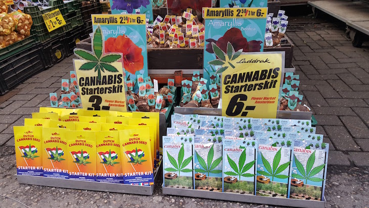Plantas de Cannabis no Bloemenmarkt - Mercado de Flores em Amesterdão © Viaje Comigo