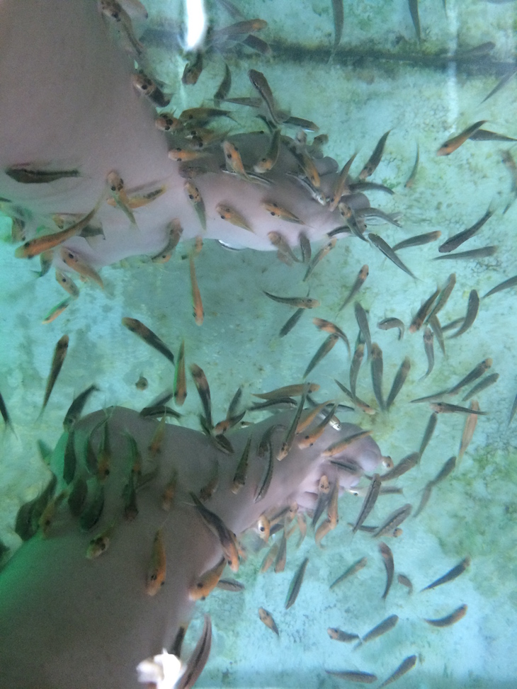 Spa dos peixinhos em Banguecoque - Tailândia © Viaje Comigo