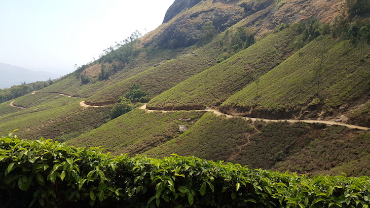 Campos de chá, em Munnar, Kerala © Viaje Comigo