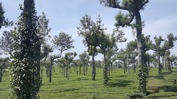 Munnar, Kerala © Viaje Comigo