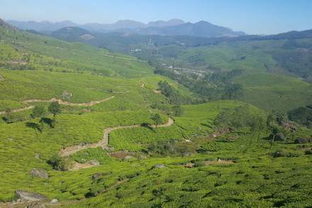 Munnar, Kerala © Viaje Comigo