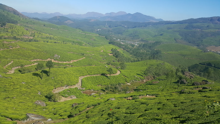 Munnar, Kerala © Viaje Comigo