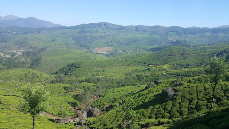 Plantações de Chá, em Munnar, Kerala © Viaje Comigo