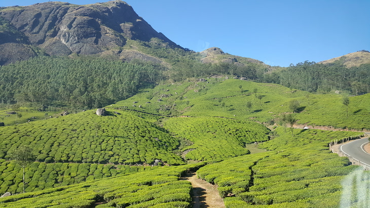 Munnar, Kerala © Viaje Comigo