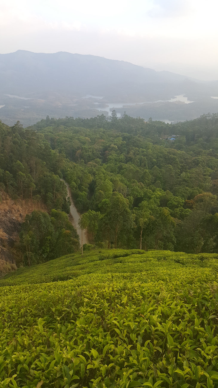 Munnar, Kerala © Viaje Comigo