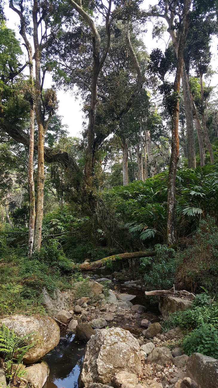 Campismo em Suryanelli, Munnar, Kerala © Viaje Comigo