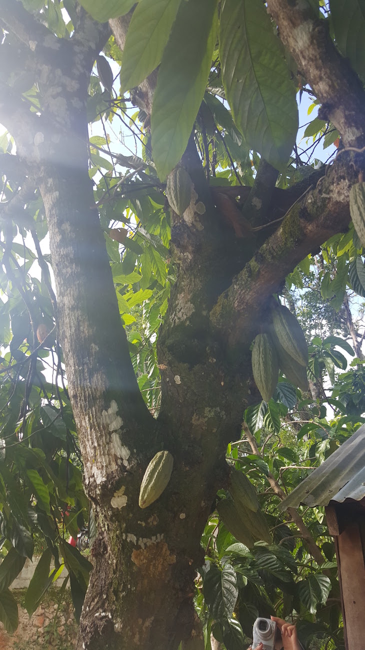 Árvore do cacau - República Dominicana © Viaje Comigo