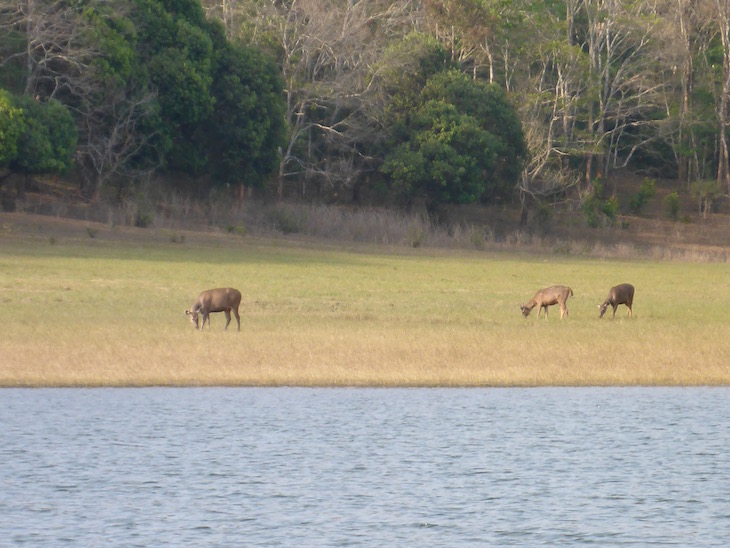 Animais na Periyar Tiger Reserve, Kerala © Viaje Comigo