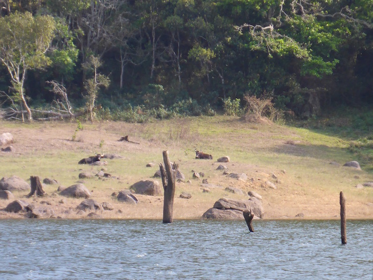 Animais na Periyar Tiger Reserve, Kerala © Viaje Comigo