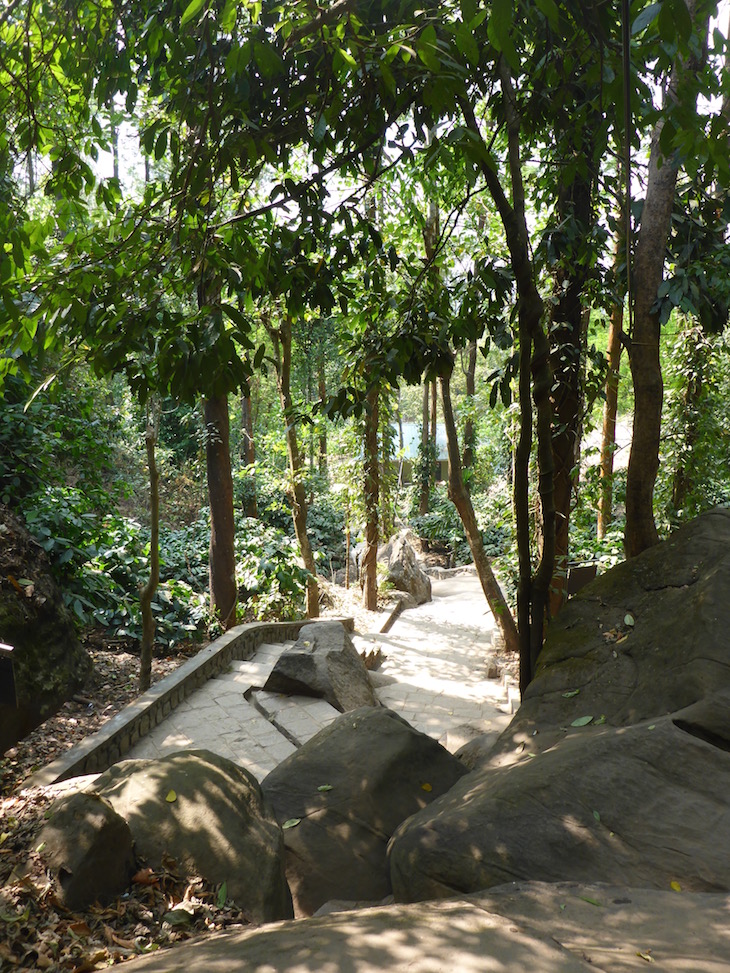 Árvores e escadas para as Grutas Edakkal, Kerala, India © Viaje Comigo