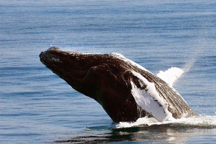 Baleias em Samaná © DR Turismo da República Dominicana