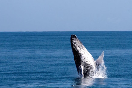 Baleias em Samaná © DR Turismo da República Dominicana