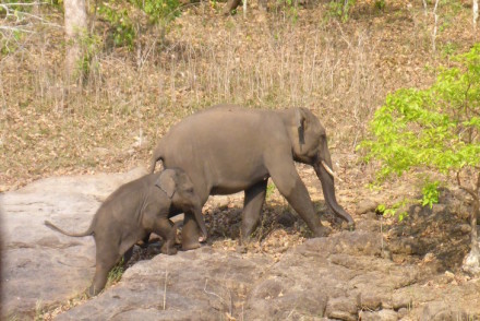 Bebé elefante na Periyar Tiger Reserve © Viaje Comigo