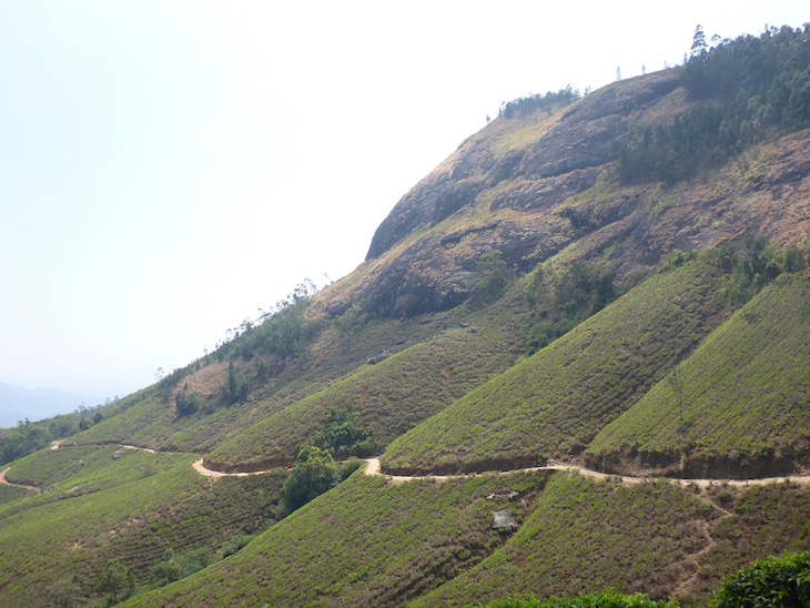 Estrada junto ao campismo Kalypso Adventures, Suryanelli, Munnar, Kerala © Viaje Comigo