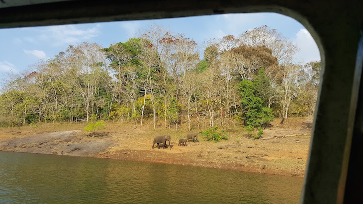 Família de elefantes na Periyar Tiger Reserve © Viaje Comigo