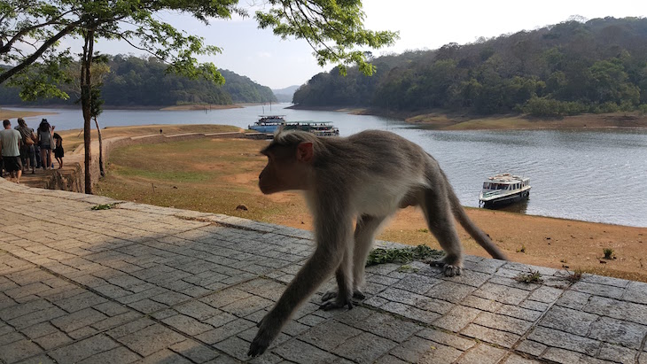 Macaco na Periyar Tiger Reserve, Kerala © Viaje Comigo