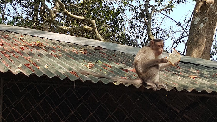 Macaco no telhado, Periyar Tiger Reserve © Viaje Comigo