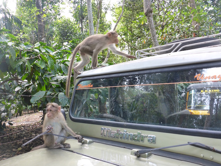 Macacos à solta nas Grutas Edakkal, Kerala, India © Viaje Comigo