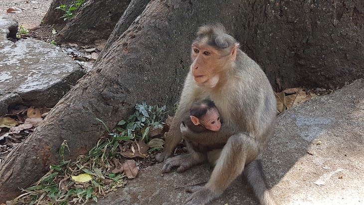 Mãe e macaquinho, Periyar Tiger Reserve © Viaje Comigo