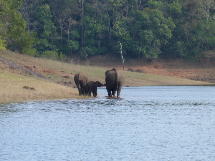 Pai e filho elefante na Periyar Tiger Reserve, Kerala © Viaje Comigo