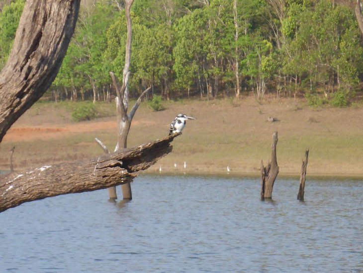 Pássaro na Periyar Tiger Reserve © Viaje Comigo