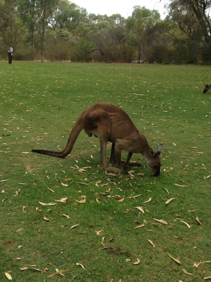 ​Pinnaroo Valley Memorial Park - Austrália DR