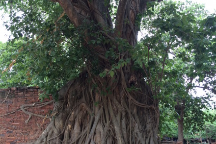 Árvore com Buda, Wat Maha That, Ayutthaya, Tailândia © Viaje Comigo