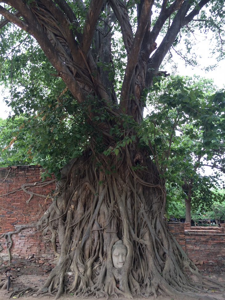 Árvore com Buda, Wat Maha That, Ayutthaya, Tailândia © Viaje Comigo