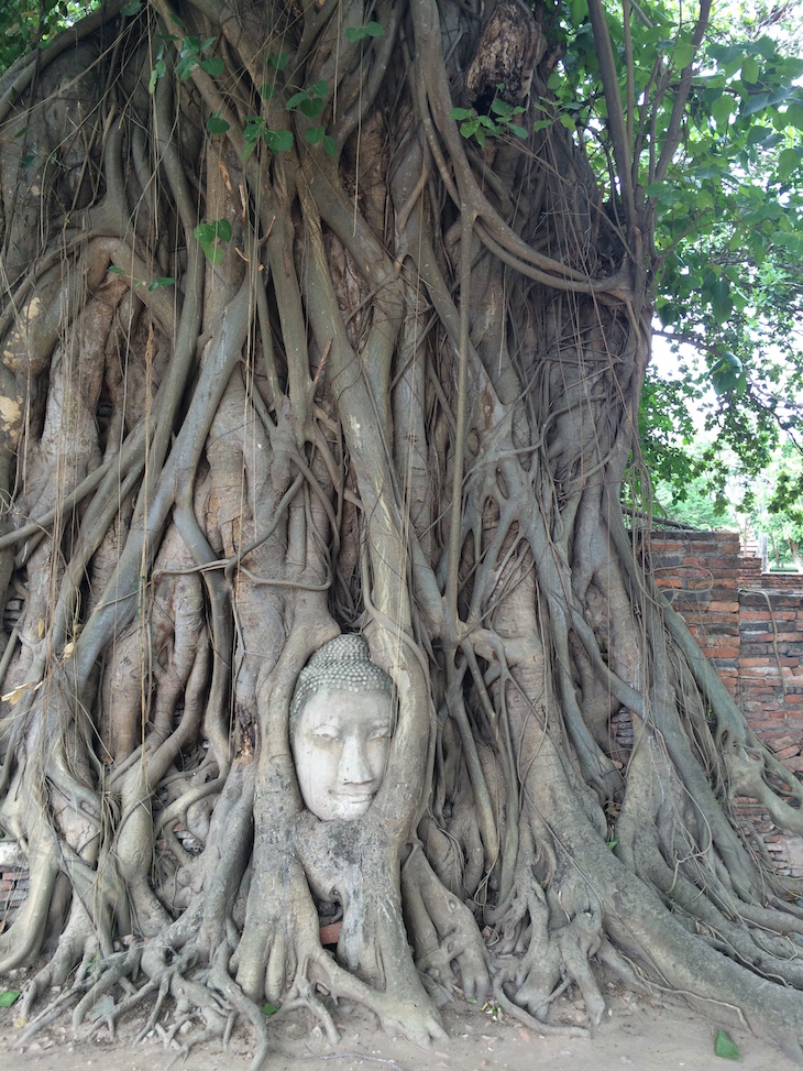 Buda na árvore em Wat Maha That, Ayutthaya, Tailândia © Viaje Comigo