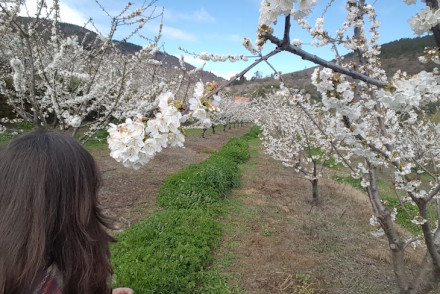 Cerejeiras em flor - Fundão © Viaje Comigo