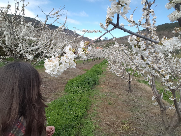 Cerejeiras em flor - Fundão © Viaje Comigo