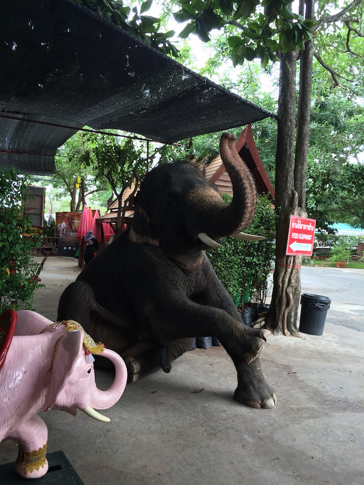 Elefante bebé, Ayutthaya, Tailândia © Viaje Comigo