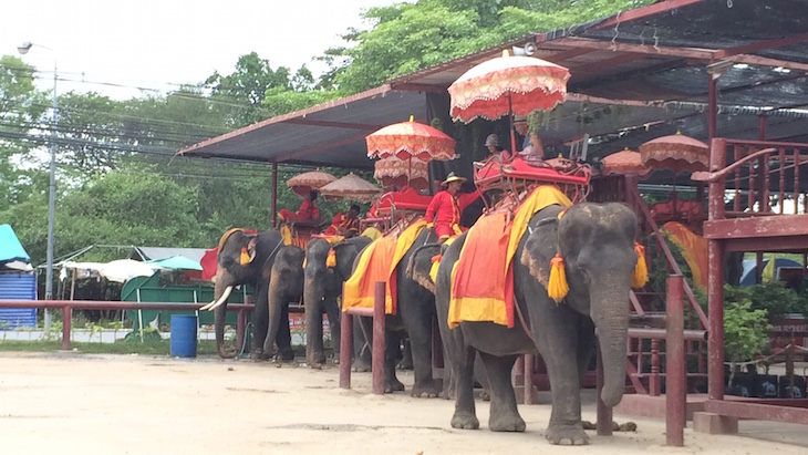 Elefantes para turistas, Ayutthaya, Tailândia © Viaje Comigo