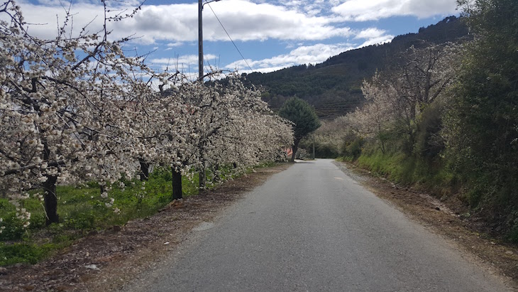 Estrada com cerejeiras em flor - Fundão © Viaje Comigo