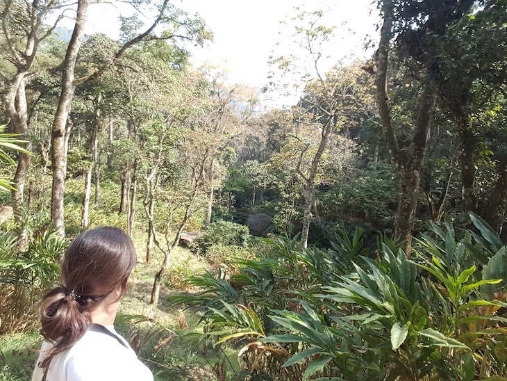 Imagem tirada com selfie stick - SNa floresta, Campismo Kalypso Adventure, Suryanelli, Munnar, Kerala © Viaje Comigo