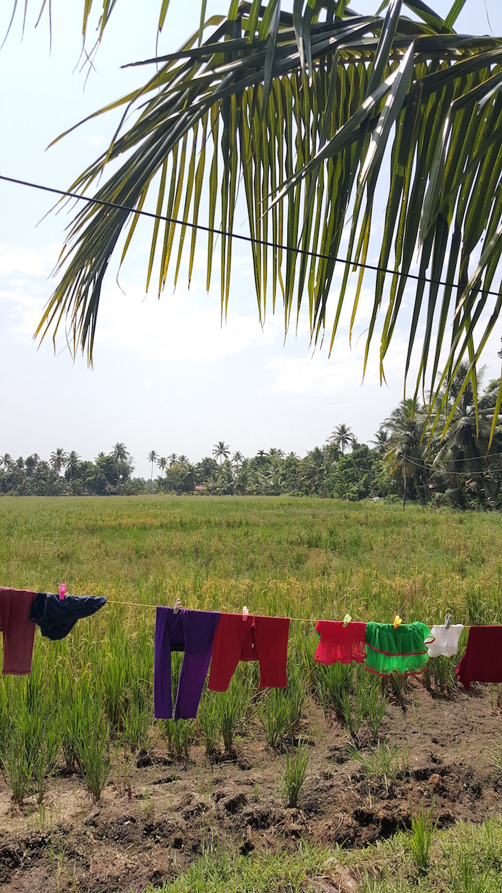 Roupa a secar com vista para os arrozais Kumarakom, Kerala © Viaje Comigo
