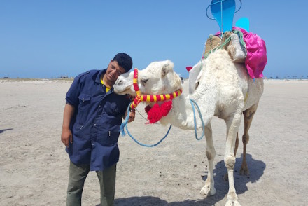 Dromedário - Ras R'Mal - Ilha dos Flamingos, Djerba, Tunísia © Viaje Comigo