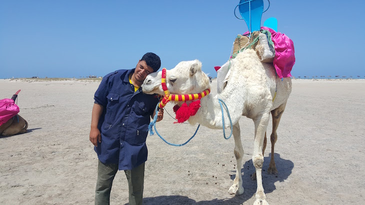 Dromedário - Ras R'Mal - Ilha dos Flamingos, Djerba, Tunísia © Viaje Comigo