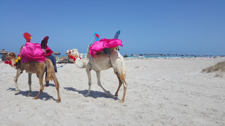 Dromedários - Ras R'Mal - Ilha dos Flamingos, Djerba, Tunísia © Viaje Comigo
