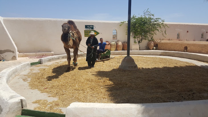 Dromedário no Museu de Guellala, Djerba, Tunísia © Viaje Comigo