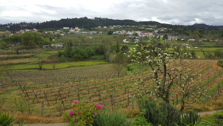 Vinhas do Paço de Pombeiro, Felgueiras © Viaje Comigo.jpg